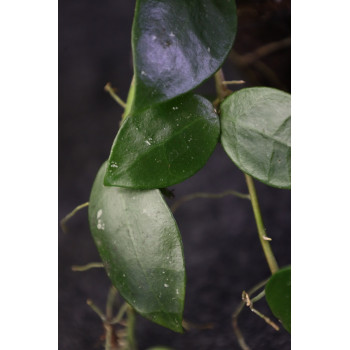 Hoya lacunosa hybrid ( mycket stor blomflock ) sklep z kwiatami hoya