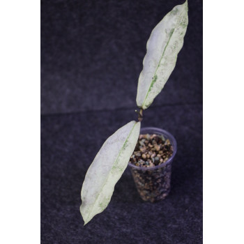 Hoya sp. Buntok SILVER (full silver) - rooted internet store