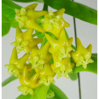 Hoya cummingiana sp. Bruno Purworejo ( yellow flowers ) sklep z kwiatami hoya