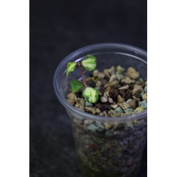 Hoya kanyakumariana variegata - ukorzeniona sklep internetowy