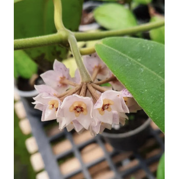 Hoya kapuasensis sklep z kwiatami hoya