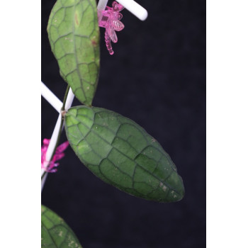Hoya aff. clemensiorum Sumatra light leaf store with hoya flowers