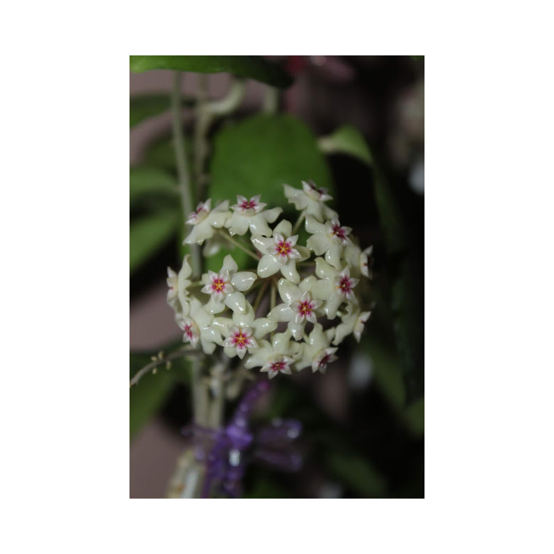 Hoya sp. Sulawesi UT031 sklep z kwiatami hoya