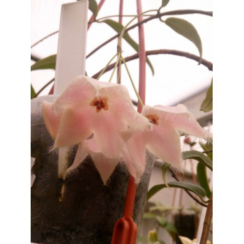 Hoya paradisea ( pink flowers ) store with hoya flowers