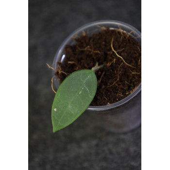 Hoya longlingensis - ukorzeniona sklep z kwiatami hoya