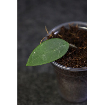 Hoya longlingensis - ukorzeniona sklep z kwiatami hoya
