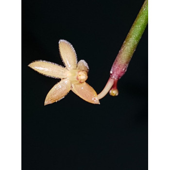 Hoya retrorsa sklep z kwiatami hoya