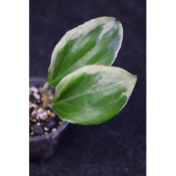 Hoya 'Little Plu' (Hoya quinquenervia albomarginata) - ukorzeniona sklep internetowy