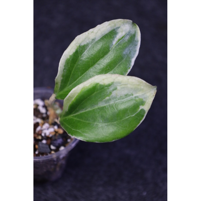 Hoya 'Little Plu' (Hoya quinquenervia albomarginata) - ukorzeniona sklep z kwiatami hoya