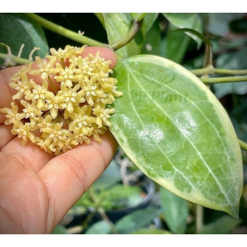 Hoya 'Little Plu' (Hoya quinquenervia albomarginata)  - rooted store with hoya flowers