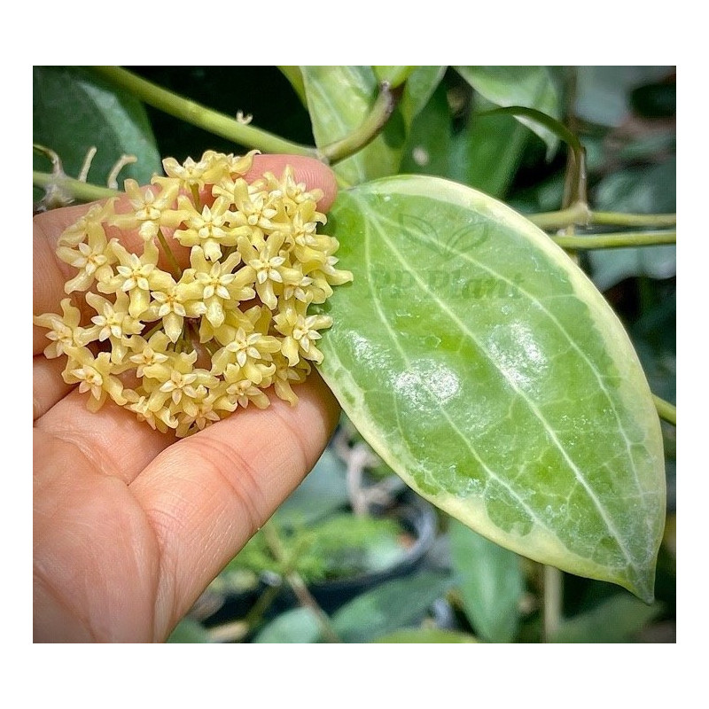 Hoya 'Little Plu' (Hoya quinquenervia albomarginata) store with hoya flowers