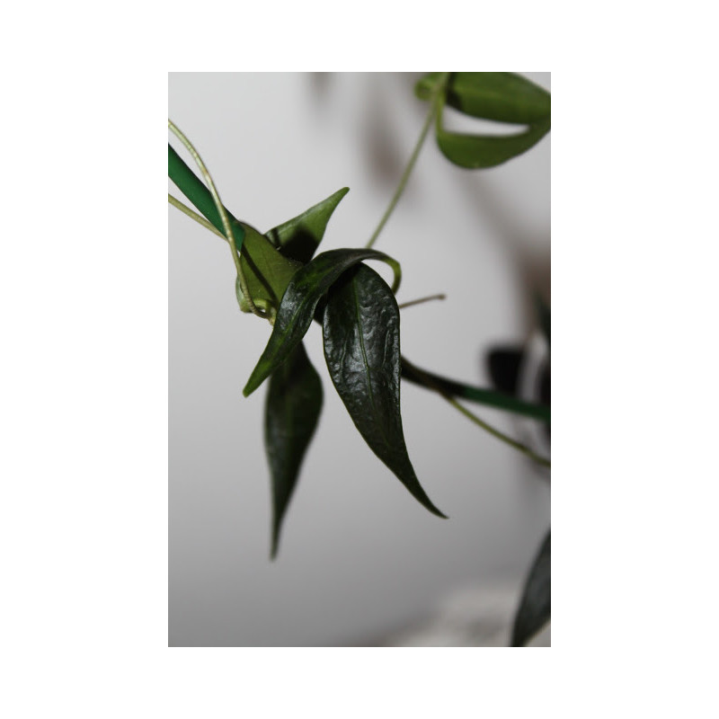 Hoya ex. solaniflora sklep z kwiatami hoya