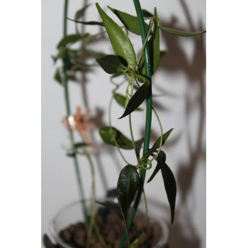Hoya ex. solaniflora store with hoya flowers
