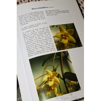 Hoya ex. solaniflora sklep z kwiatami hoya