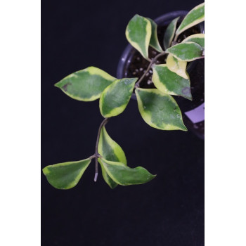 Hoya bakoensis albomarginata sklep z kwiatami hoya