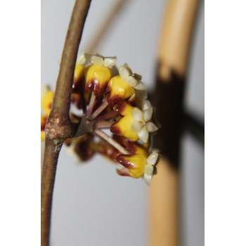 Hoya sp. Philippines long leaves EPC-869 sklep z kwiatami hoya