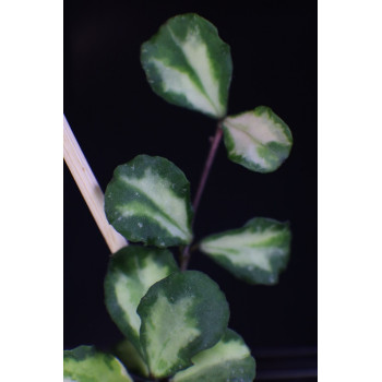 Hoya kanyakumariana variegata - NEW ! UNIQUE ! internet store