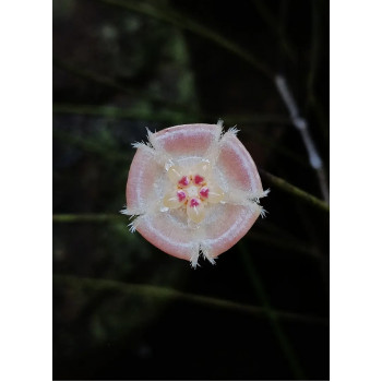 Hoya sp. Kalimantan ( spartioides & retrorsa group ) sklep z kwiatami hoya