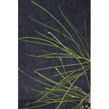 Hoya sp. Kalimantan ( spartioides & retrorsa group ) sklep z kwiatami hoya