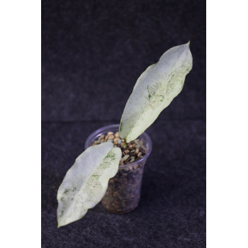 Hoya sp. Buntok SILVER (full silver) - rooted store with hoya flowers