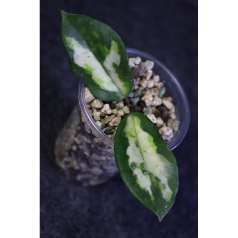 Hoya carnosa 'Madara' (GE Green Edge) sklep z kwiatami hoya
