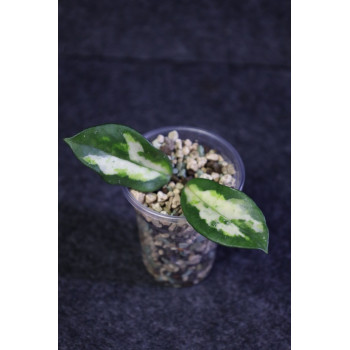 Hoya carnosa 'Madara' (GE Green Edge) sklep z kwiatami hoya