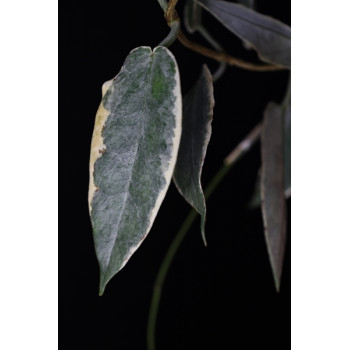Hoya archboldiana albomarginata sklep z kwiatami hoya