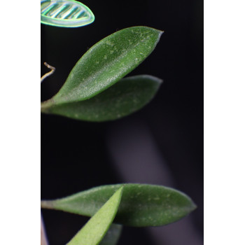 Hoya sp. mini Cianjur - ukorzeniona sklep z kwiatami hoya