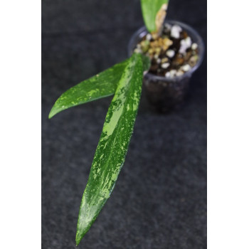 Hoya cv. Pascal - ukorzeniona sklep z kwiatami hoya
