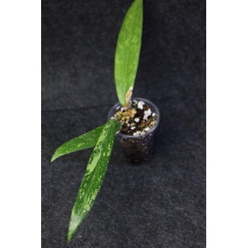 Hoya cv. Pascal - ukorzeniona store with hoya flowers