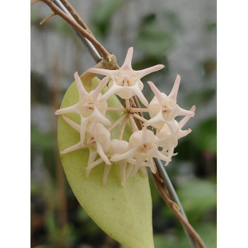 Hoya polypus WHITE flowers - rooted store with hoya flowers