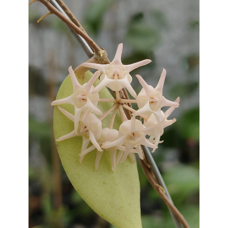 Hoya polypus WHITE flowers - ukorzeniona sklep z kwiatami hoya