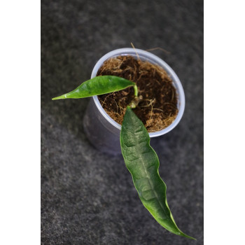 Hoya fusca - ukorzeniona sklep z kwiatami hoya