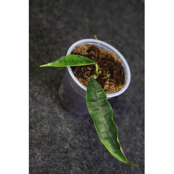 Hoya fusca - ukorzeniona sklep z kwiatami hoya