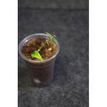 Hoya ex. solaniflora - ukorzeniona sklep z kwiatami hoya