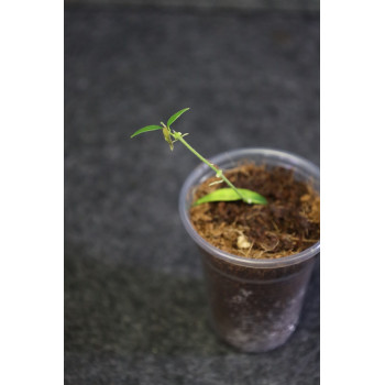 Hoya ex. solaniflora - rooted internet store