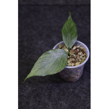 Hoya polyneura full silver - ukorzeniona sklep z kwiatami hoya