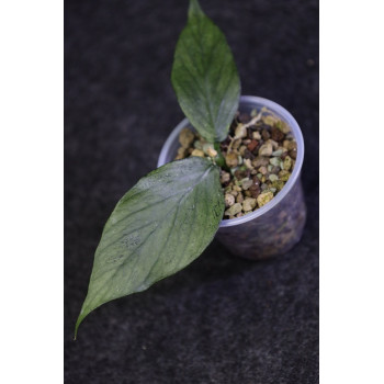 Hoya polyneura full silver - ukorzeniona sklep z kwiatami hoya