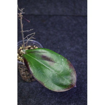 Hoya erythrina purple (AHHoya) internet store