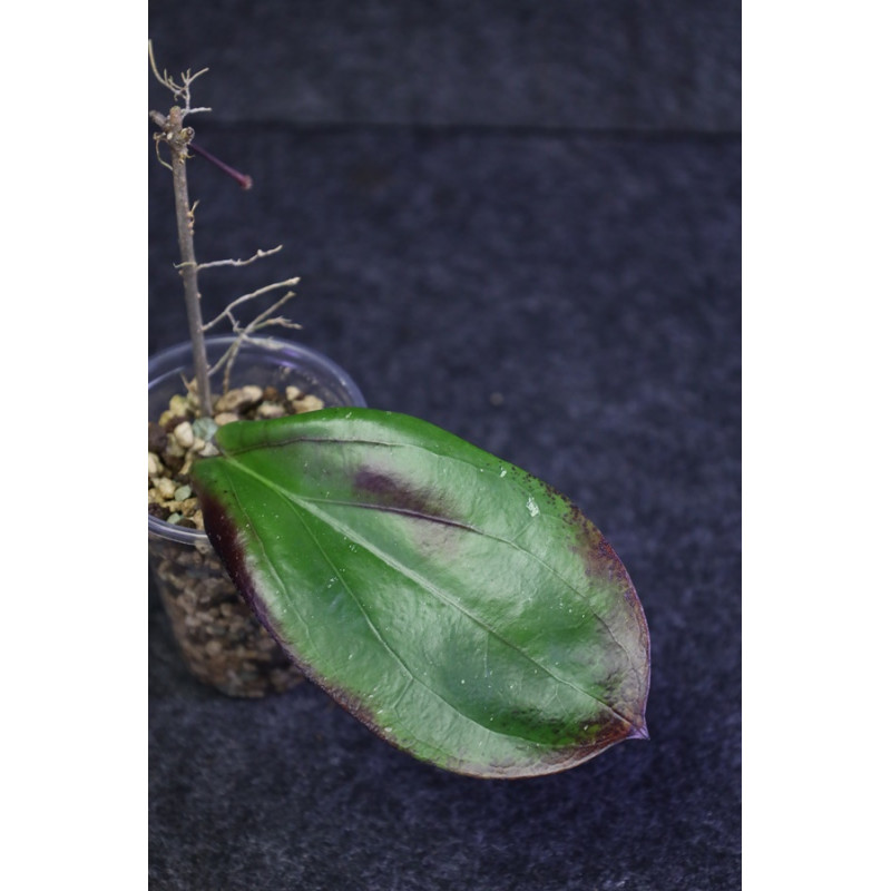 Hoya erythrina purple (AHHoya) sklep z kwiatami hoya