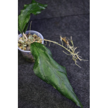 Hoya cv. SS 27-70 ( father is clemensiorum ) - ukorzeniona sklep z kwiatami hoya