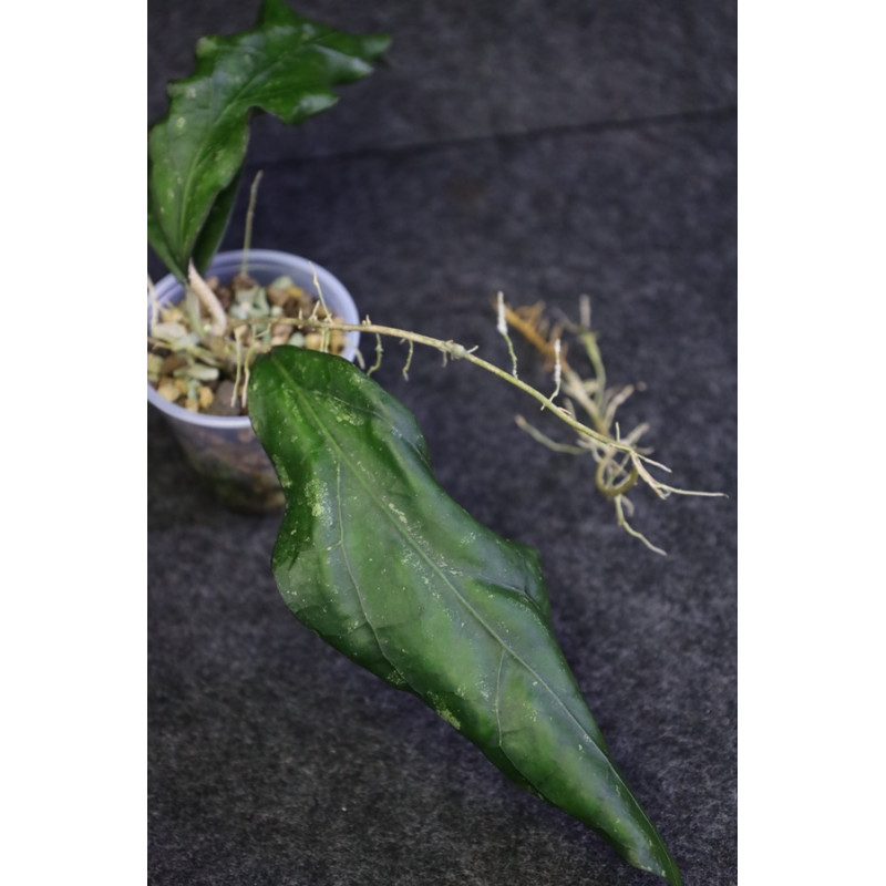 Hoya cv. SS 27-70 ( father is clemensiorum ) - ukorzeniona sklep z kwiatami hoya