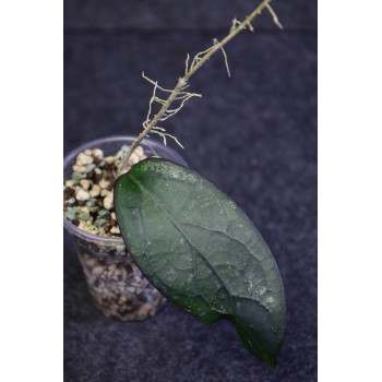 Hoya cv. SS 27-70 ( father is clemensiorum ) sklep z kwiatami hoya