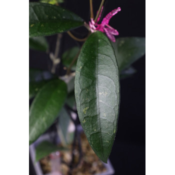 Hoya clemensiorum sp. Ngantang sklep z kwiatami hoya