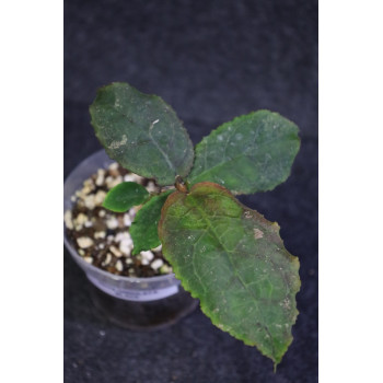 Hoya undulata BLACK ( long wavy leaves ) - rooted internet store