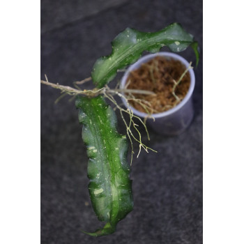 Hoya erythrina IML0511 - rooted store with hoya flowers