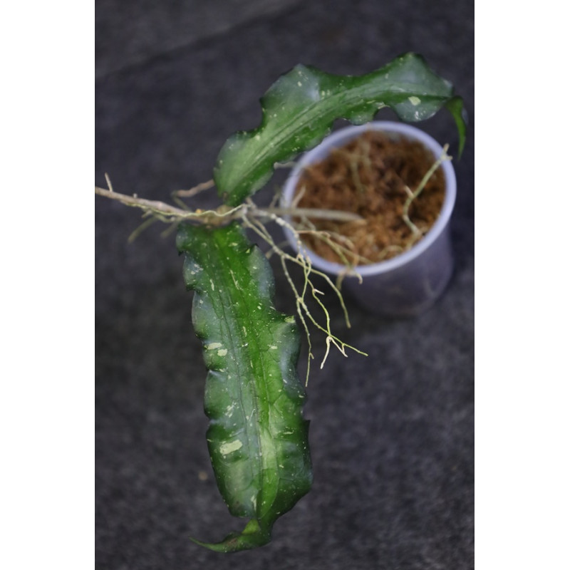 Hoya erythrina IML0511 - ukorzeniona sklep z kwiatami hoya