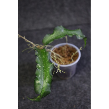 Hoya erythrina IML0511 - rooted store with hoya flowers