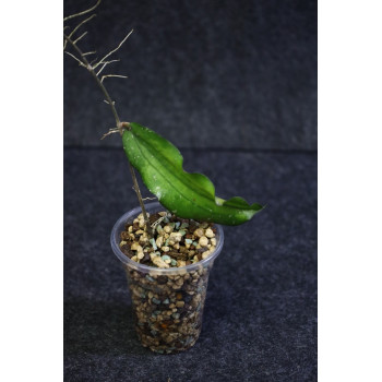 Hoya erythrina IML0511 store with hoya flowers