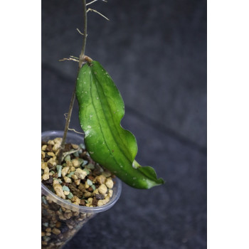 Hoya erythrina IML0511 sklep z kwiatami hoya